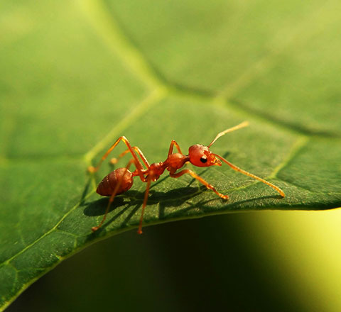 Micropolis Insect City is 55 km away from the Écrin Vert family campsite in Aveyron