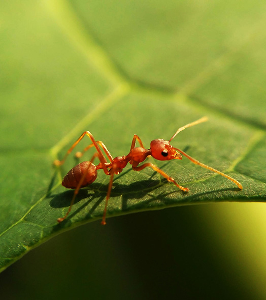Micropolis La cité des insectes, aux alentours du Domaine L’Écrin Vert – Camping en Occitanie