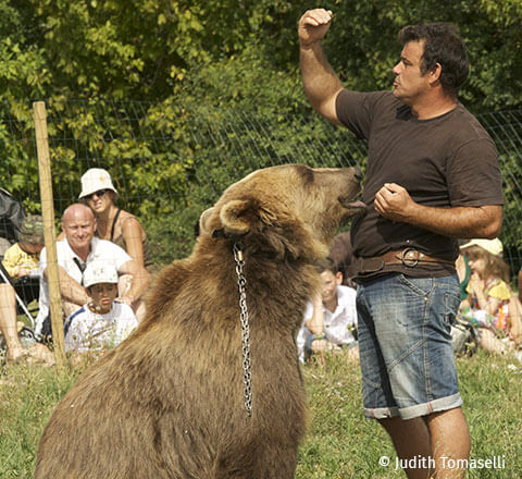 Partez à la découverte du parc animalier du Ségala-Pradinas, situé à quelques kilomètres du camping l'Ecrin vert en Aveyron